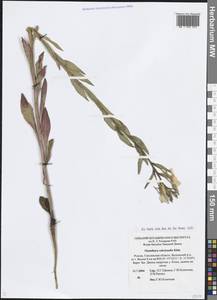 Oenothera × rubricaulis Kleb., Восточная Европа, Западный район (E3) (Россия)