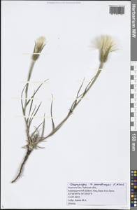 Tragopogon pseudomajor S. A. Nikitin, Средняя Азия и Казахстан, Северный и Центральный Тянь-Шань (M4) (Киргизия)