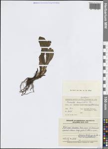 Primula serratifolia Franch., Зарубежная Азия (ASIA) (КНР)