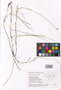 Осока плетевидная, Осока струнокорневая L.f., Восточная Европа, Центральный район (E4) (Россия)