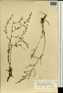 Полынь желтоцветная Krasch., Монголия (MONG) (Монголия)