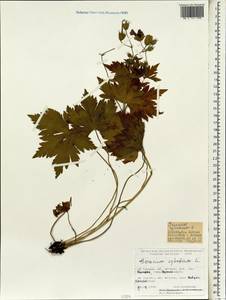 Герань лесная L., Зарубежная Азия (ASIA) (Турция)