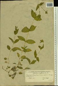 Stellaria aquatica (L.) Scop., Восточная Европа, Нижневолжский район (E9) (Россия)