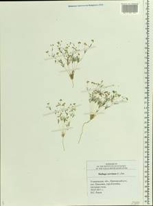 Hypertelis cerviana (L.) Thulin, Восточная Европа, Средневолжский район (E8) (Россия)