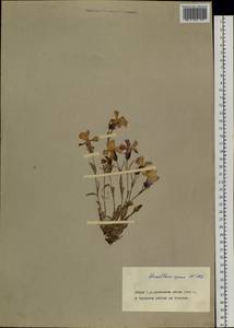 Гвоздика ползучая Willd., Сибирь, Чукотка и Камчатка (S7) (Россия)