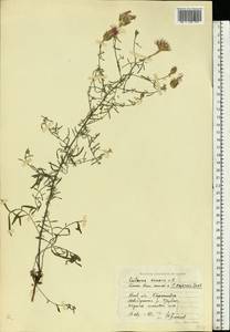 Василек песчаный M. Bieb. ex Willd., Восточная Европа, Северо-Украинский район (E11) (Украина)