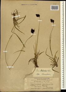 Carex aterrima subsp. medwedewii (Leskov) T.V.Egorova, Кавказ, Северная Осетия, Ингушетия и Чечня (K1c) (Россия)