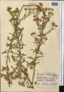 Heteropappus altaicus var. canescens (Nees) Serg., Средняя Азия и Казахстан, Северный и Центральный Тянь-Шань (M4) (Казахстан)