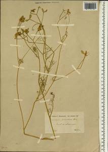 Glochidotheca foeniculacea (Fenzl) Fenzl, Зарубежная Азия (ASIA) (Иран)