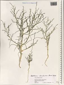 Halothamnus hierochunticus (Bornm.) Botsch., Зарубежная Азия (ASIA) (Израиль)