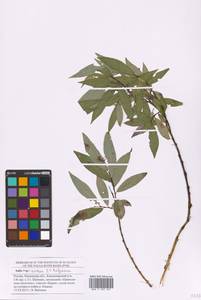 Salix alba subsp. alba, Восточная Европа, Средневолжский район (E8) (Россия)