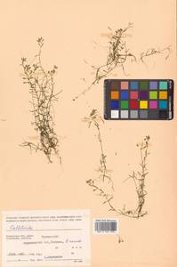 Callitriche palustris subsp. palustris, Сибирь, Чукотка и Камчатка (S7) (Россия)