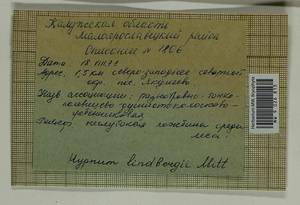 Calliergonella lindbergii (Mitt.) Hedenäs, Гербарий мохообразных, Мхи - Центральное Нечерноземье (B6) (Россия)