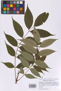 Бархат амурский Rupr., Восточная Европа, Московская область и Москва (E4a) (Россия)