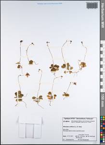 Одноцветка крупноцветковая (L.) A. Gray, Сибирь, Центральная Сибирь (S3) (Россия)