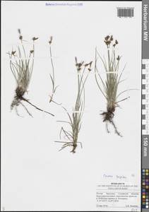 Осока приземистая Willd. ex Wahlenb., Восточная Европа, Средневолжский район (E8) (Россия)