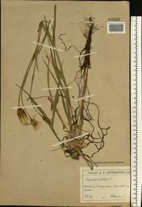 Козлобородник луговой L., Восточная Европа, Московская область и Москва (E4a) (Россия)