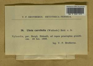 Ulota curvifolia (Wahlenb.) Sw., Гербарий мохообразных, Мхи - Западная Европа (BEu) (Финляндия)