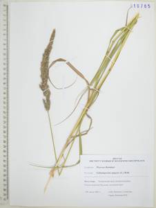 Вейник наземный (L.) Roth, Сибирь, Дальний Восток (S6) (Россия)