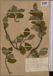 Prunus ×ferganica Lincz., Средняя Азия и Казахстан, Западный Тянь-Шань и Каратау (M3) (Киргизия)