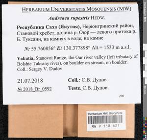 Andreaea rupestris Hedw., Гербарий мохообразных, Мхи - Якутия (B19) (Россия)