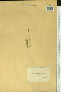 Anthoxanthum nitens (Weber) Y.Schouten & Veldkamp, Сибирь, Якутия (S5) (Россия)
