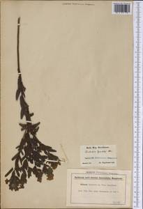 Lithospermum caroliniense (J. F. Gmel.) Mac Mill., Америка (AMER) (США)