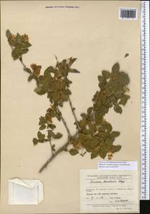 Жимолость Королькова Stapf, Средняя Азия и Казахстан, Памир и Памиро-Алай (M2) (Таджикистан)