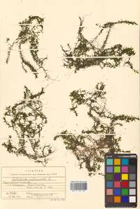 Болотник обоеполый L., Сибирь, Дальний Восток (S6) (Россия)