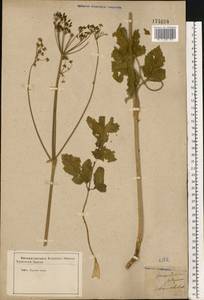 Heracleum sphondylium subsp. sibiricum (L.) Simonk., Восточная Европа, Центральный лесостепной район (E6) (Россия)