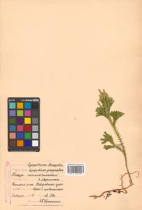 Dendrolycopodium obscurum (L.) A. Haines, Сибирь, Дальний Восток (S6) (Россия)