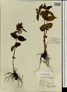 Vincetoxicum forrestii (Schltr.) C. Y. Wu & D. Z. Li, Зарубежная Азия (ASIA) (КНР)