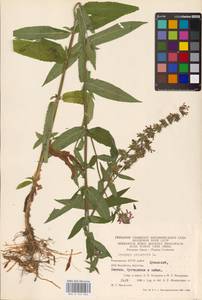 MHA 0 154 864, Чистец болотный L., Восточная Европа, Восточный район (E10) (Россия)