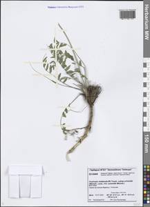 Oxytropis middendorffii subsp. middendorffii, Сибирь, Центральная Сибирь (S3) (Россия)