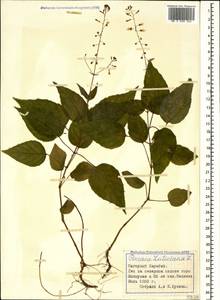 Двулепестник парижский, Цирцея парижская L., Кавказ, Азербайджан (K6) (Азербайджан)