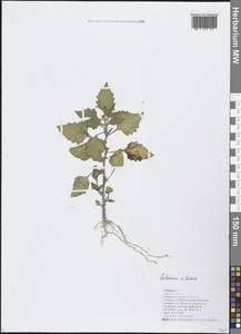 Паслен мохнатый Mill., Кавказ, Черноморское побережье (от Новороссийска до Адлера) (K3) (Россия)