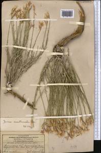 Наголоватка бессмертниковая Iljin, Средняя Азия и Казахстан, Памир и Памиро-Алай (M2) (Киргизия)