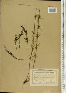 Подмаренник настоящий L., Восточная Европа, Белоруссия (E3a) (Белоруссия)