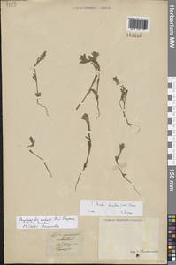 Buglossoides rochelii (Friv.) Stoyanov, Mátis & Sennikov, Средняя Азия и Казахстан, Прикаспийский Устюрт и Северное Приаралье (M8) (Казахстан)