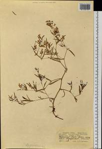 Polygonaceae, Сибирь, Западная Сибирь (S1) (Россия)