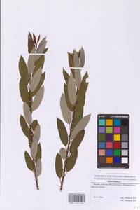 Ива трехтычинковая L., Восточная Европа, Московская область и Москва (E4a) (Россия)