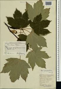 Клен ложноплатановый L., Крым (KRYM) (Россия)