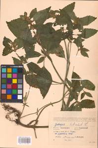 MHA 0 154 357, Пикульник обыкновенный L., Восточная Европа, Западный район (E3) (Россия)