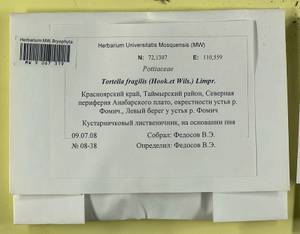 Tortella fragilis (Drumm.) Limpr., Гербарий мохообразных, Мхи - Красноярский край, Тыва и Хакасия (B17) (Россия)
