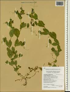 Lathyrus oleraceus Lam., Зарубежная Азия (ASIA) (Кипр)