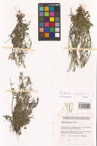 Сердечник шершавый L., Восточная Европа, Нижневолжский район (E9) (Россия)