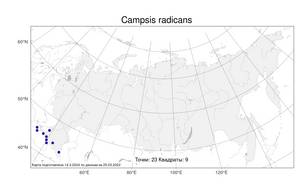 Campsis radicans, Кампсис укореняющийся (L.) Bureau, Атлас флоры России (FLORUS) (Россия)