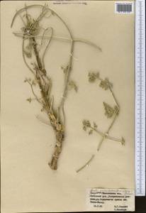 Жабрица пушистоголовая (Pall. ex Spreng.) Schischk., Средняя Азия и Казахстан, Муюнкумы, Прибалхашье и Бетпак-Дала (M9) (Казахстан)