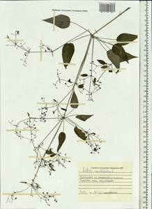 Марена сердцелистная L., Сибирь, Дальний Восток (S6) (Россия)