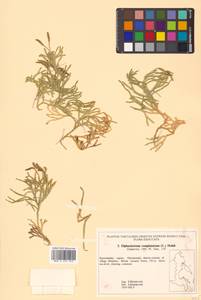 Diphasiastrum complanatum subsp. complanatum, Сибирь, Чукотка и Камчатка (S7) (Россия)